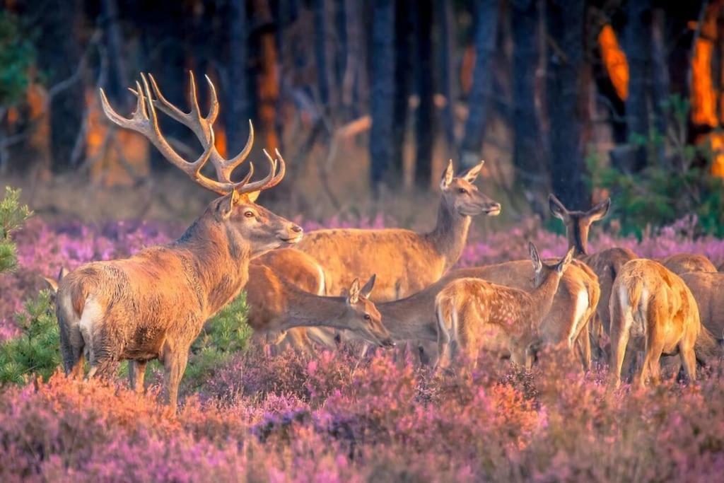 Te Huur: Leuke 4-Persoons Stacaravan Op Top Locatie! Hoenderloo Exteriér fotografie